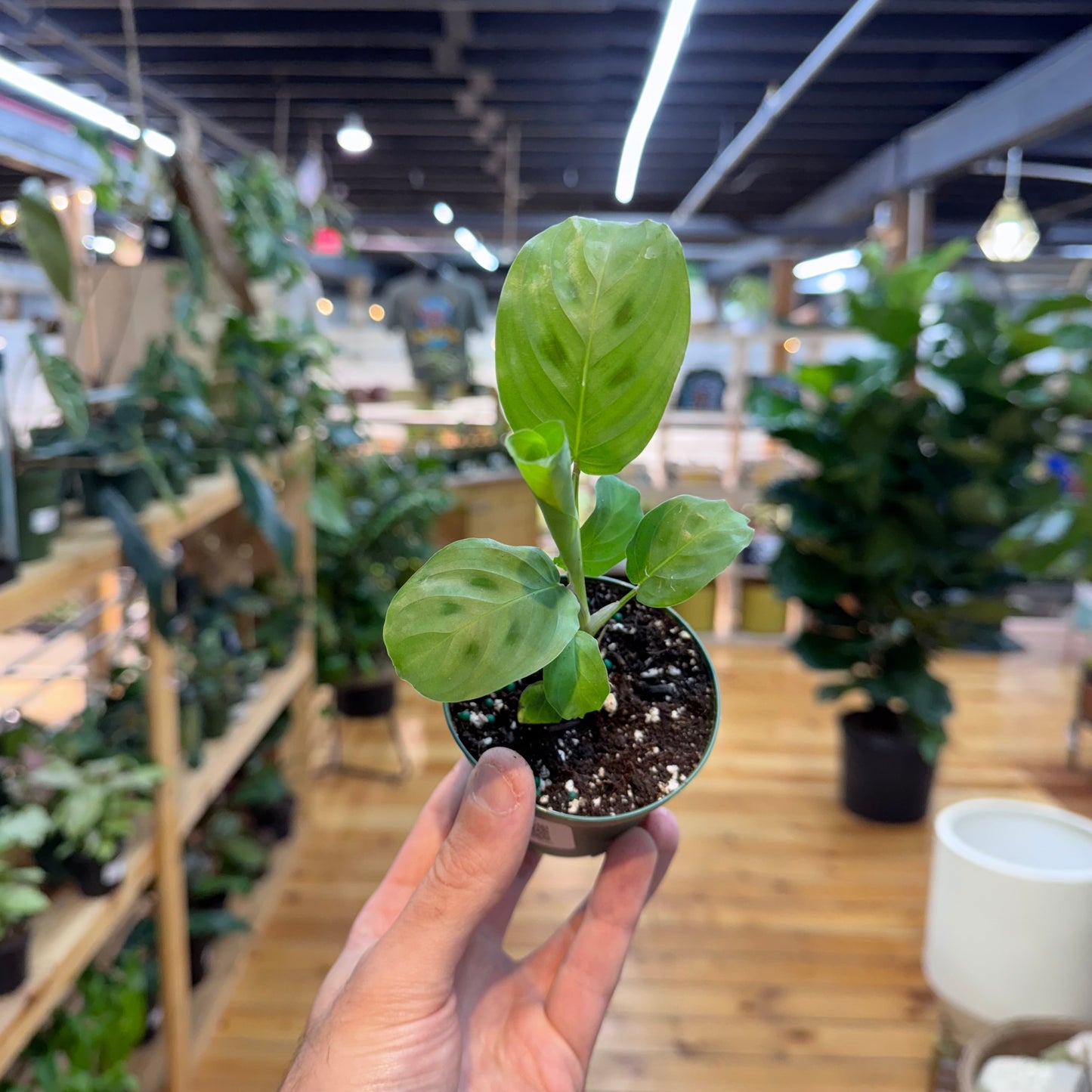 Maranta Leuconeura 'Green'