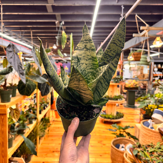 Sansevieria Robusta
