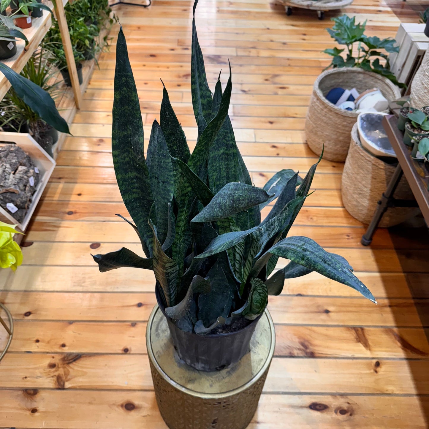 Sansevieria Robusta