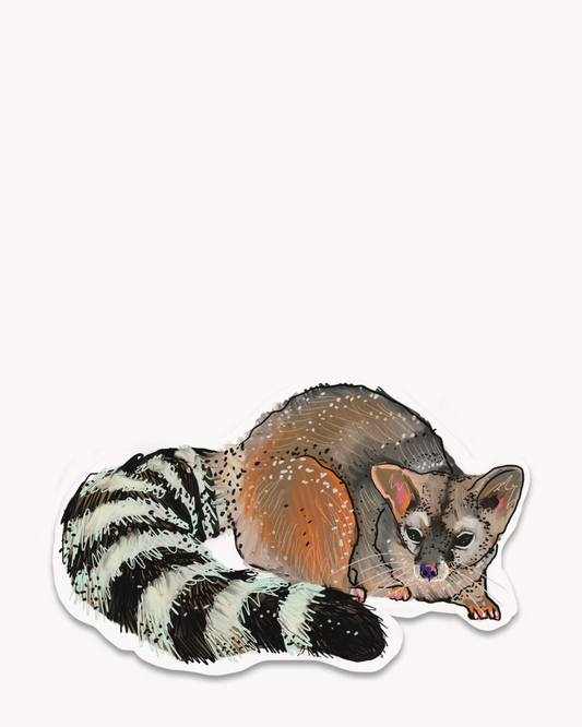 Ringtail Cat Sticker