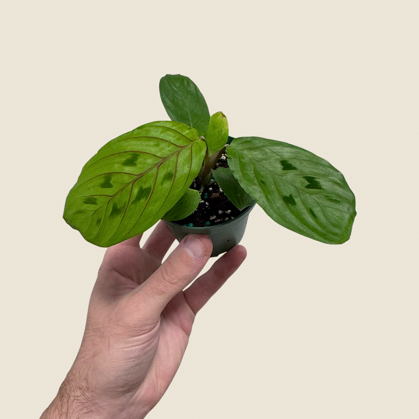 Maranta Red