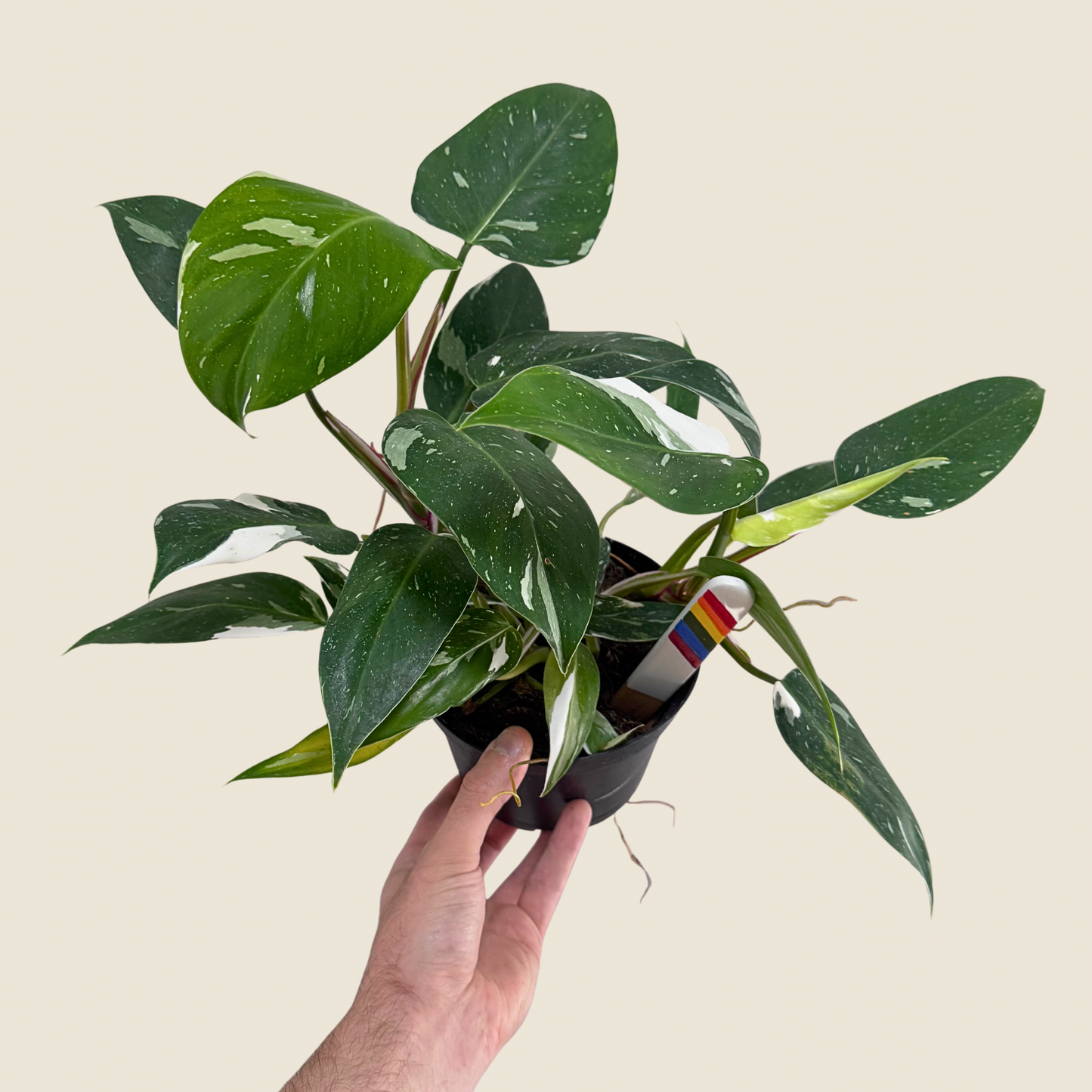 Philodendron White Princess