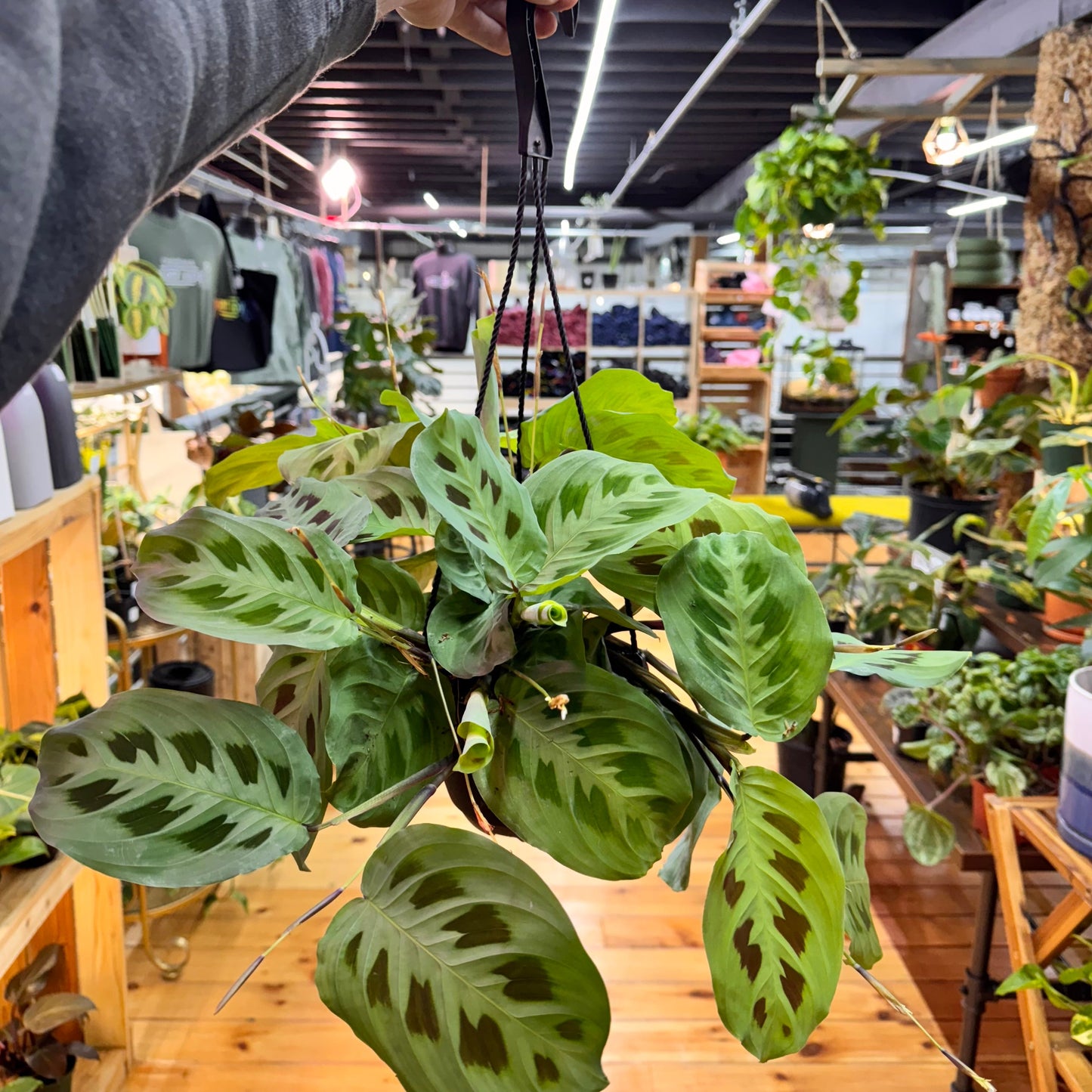 Maranta Leuconeura 'Green'