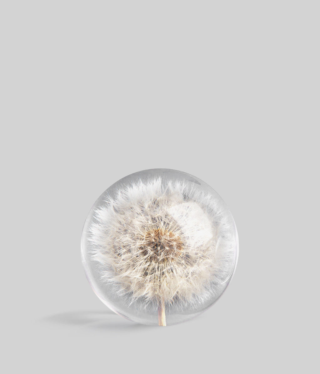 Dandelion Botanical Resin Paperweight