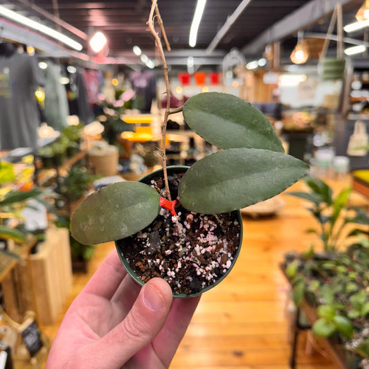Hoya Caudata 'Sumatra'