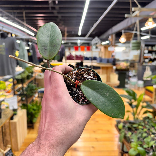 Hoya Penny's Treat