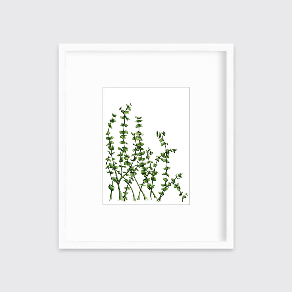 Eucalyptus - Limited Edition Paper Print