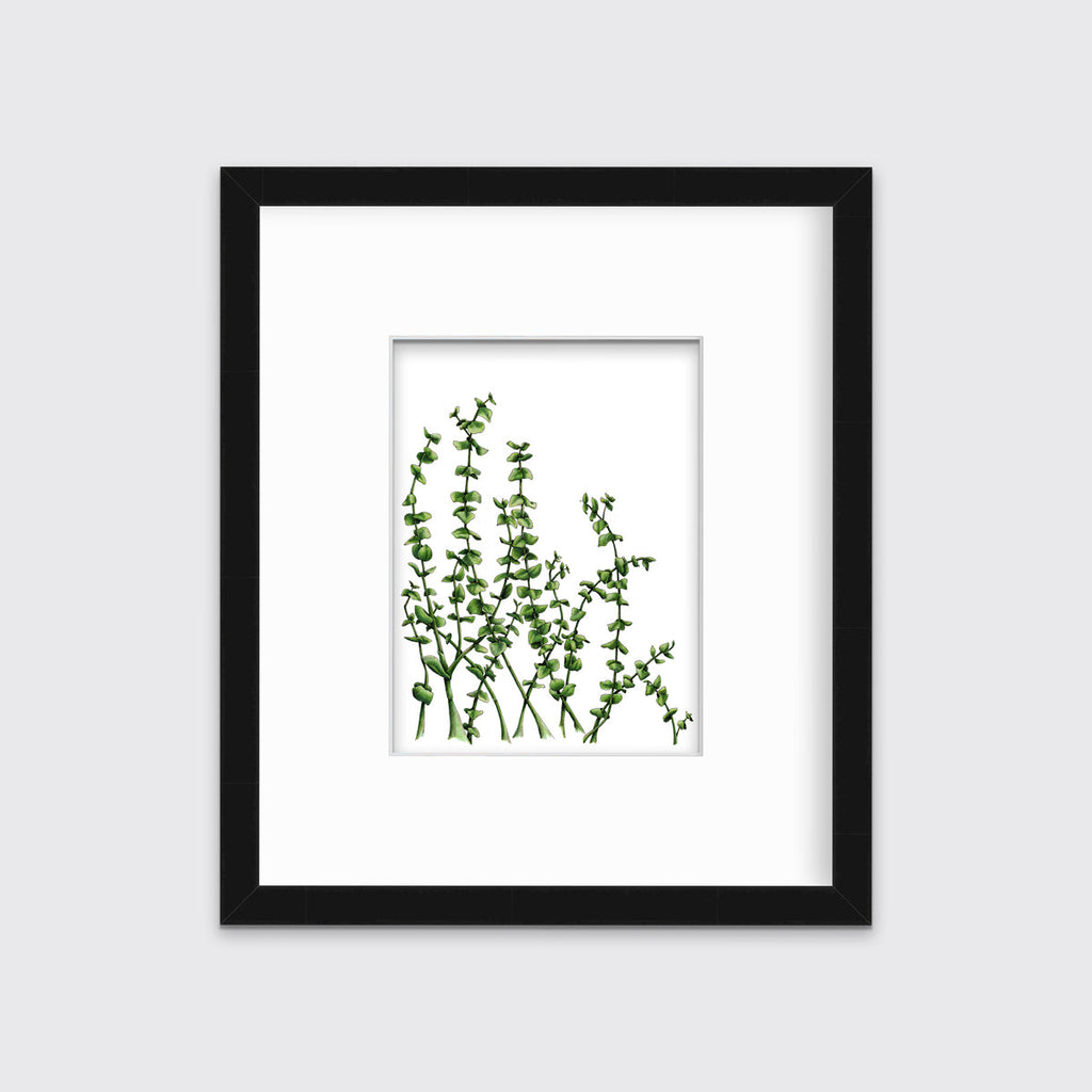 Eucalyptus - Limited Edition Paper Print
