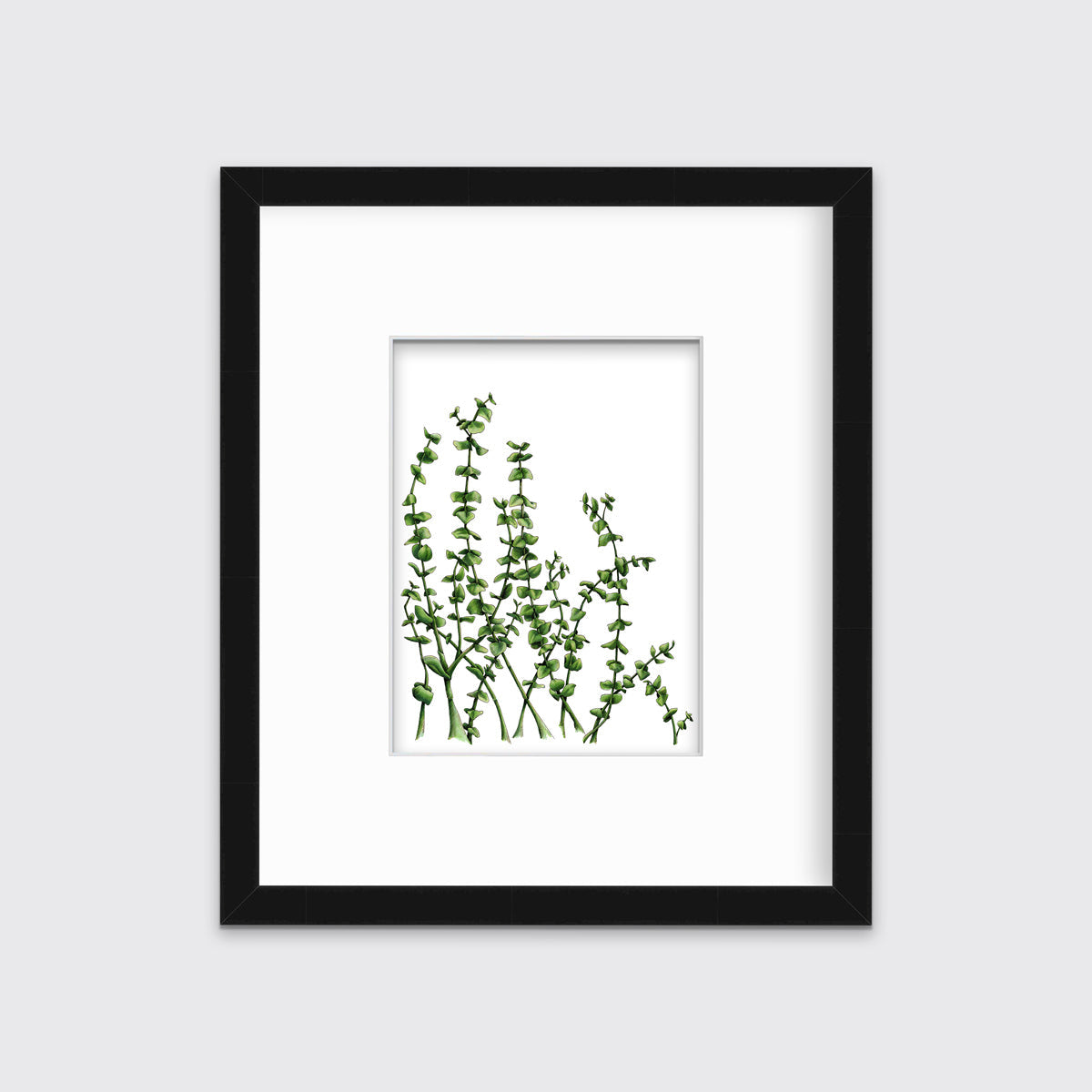 Eucalyptus - Limited Edition Paper Print