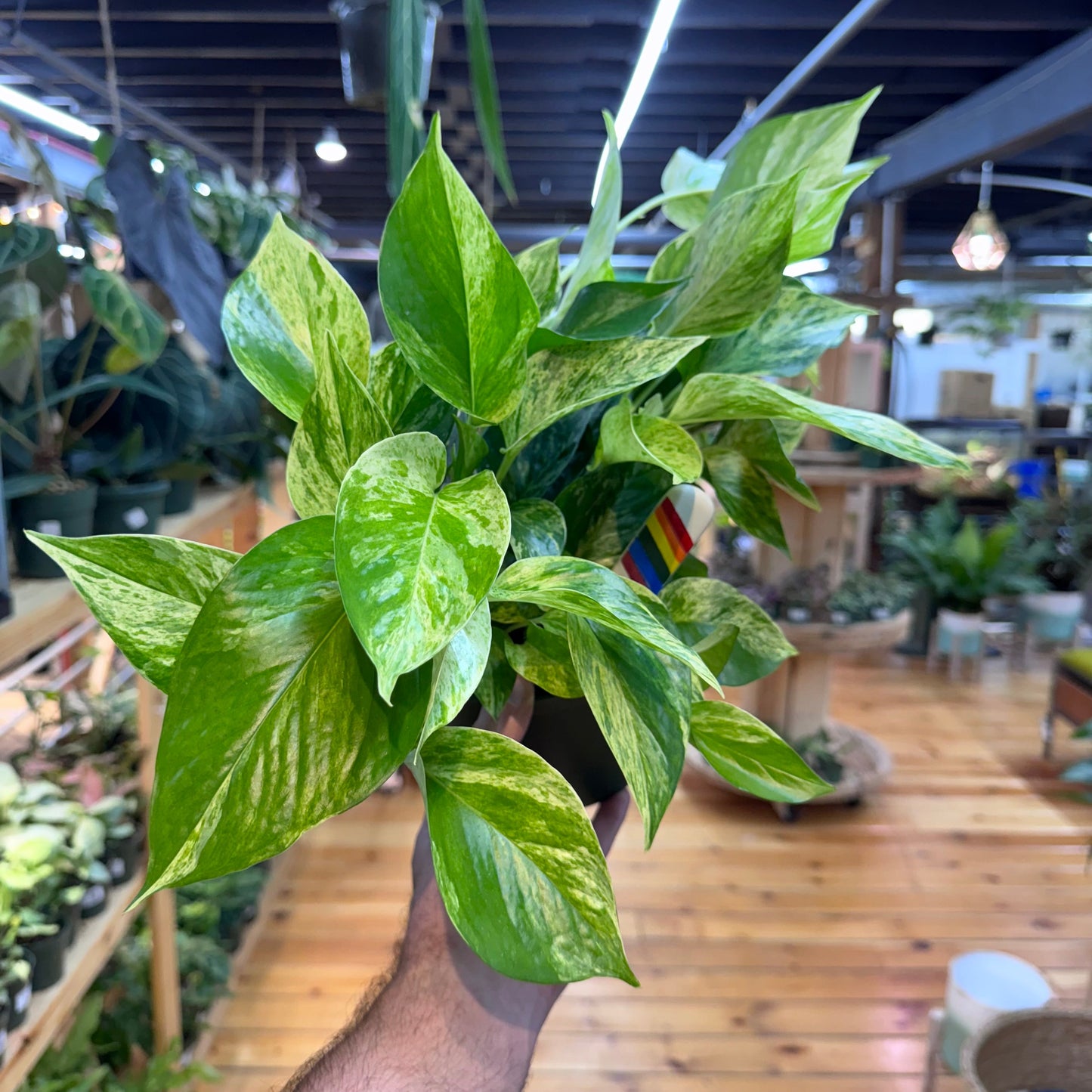 Pothos Marble Queen