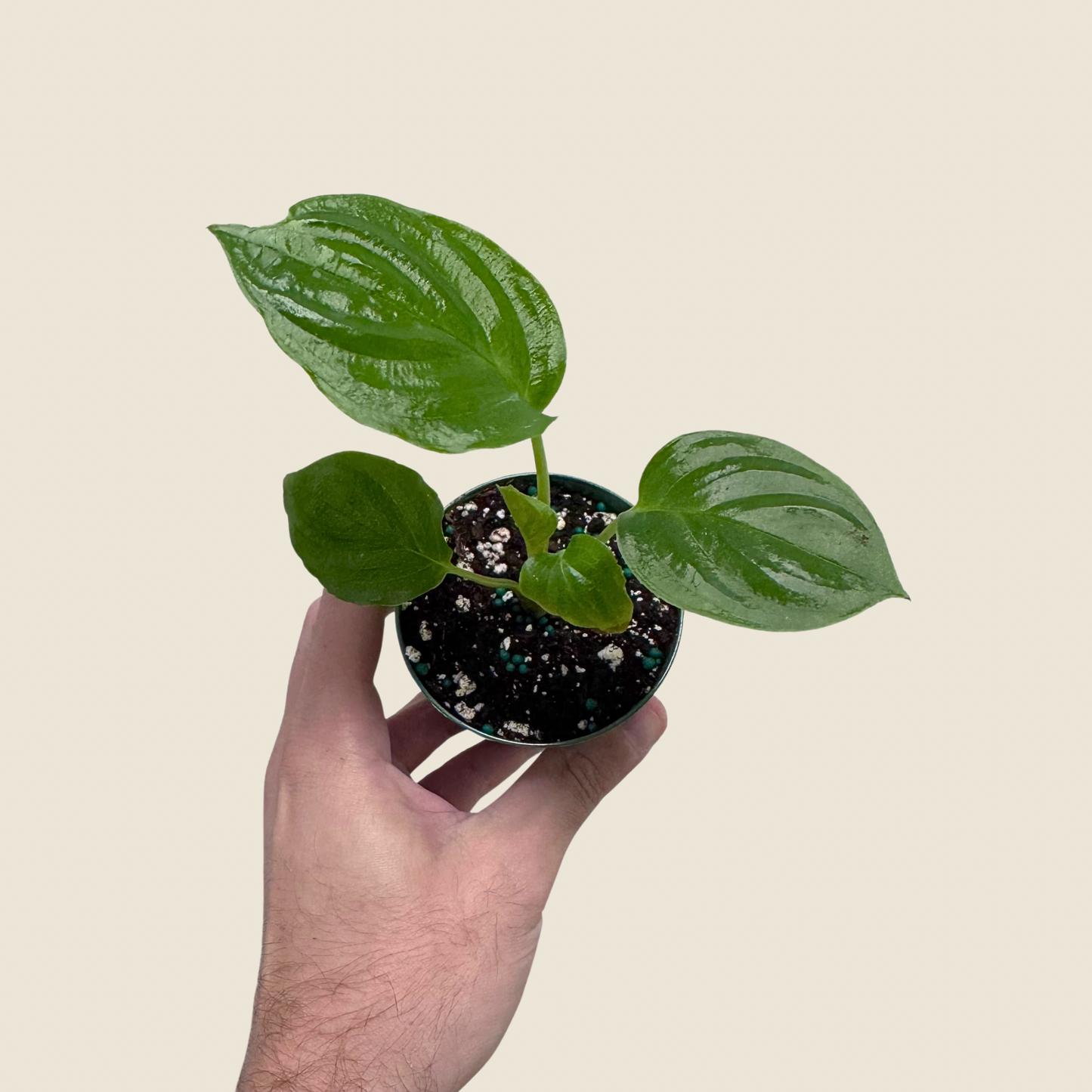 Tacca Chantrieri ‘Black Bat’
