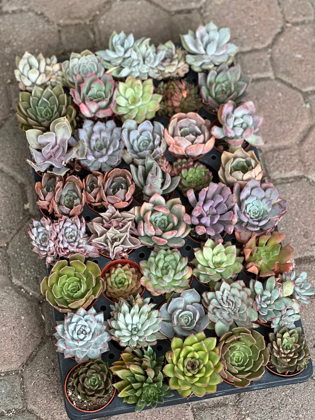 Rosette Variety Tray of 40