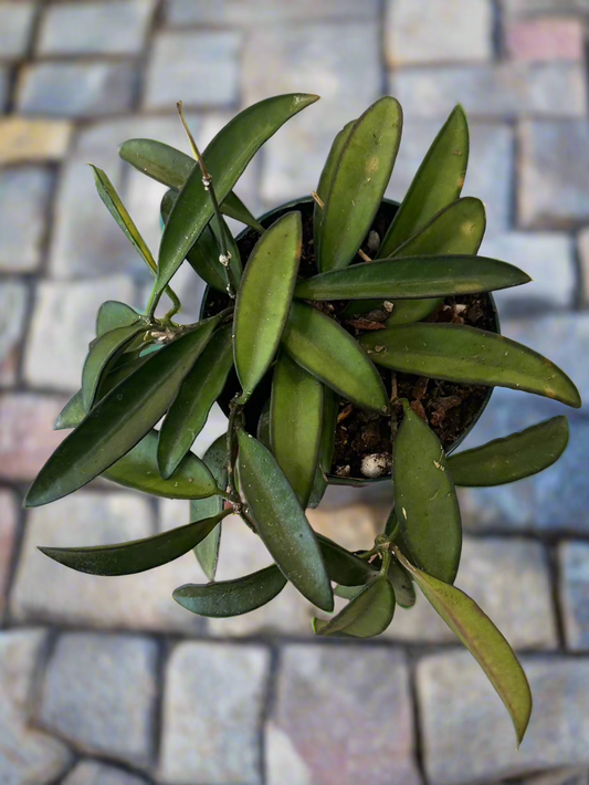 Hoya 'Wayetii'