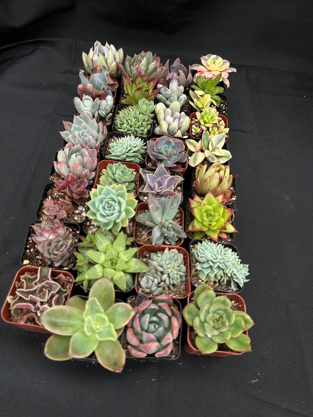 Half Flat Special - 32 succulents in 2” pots