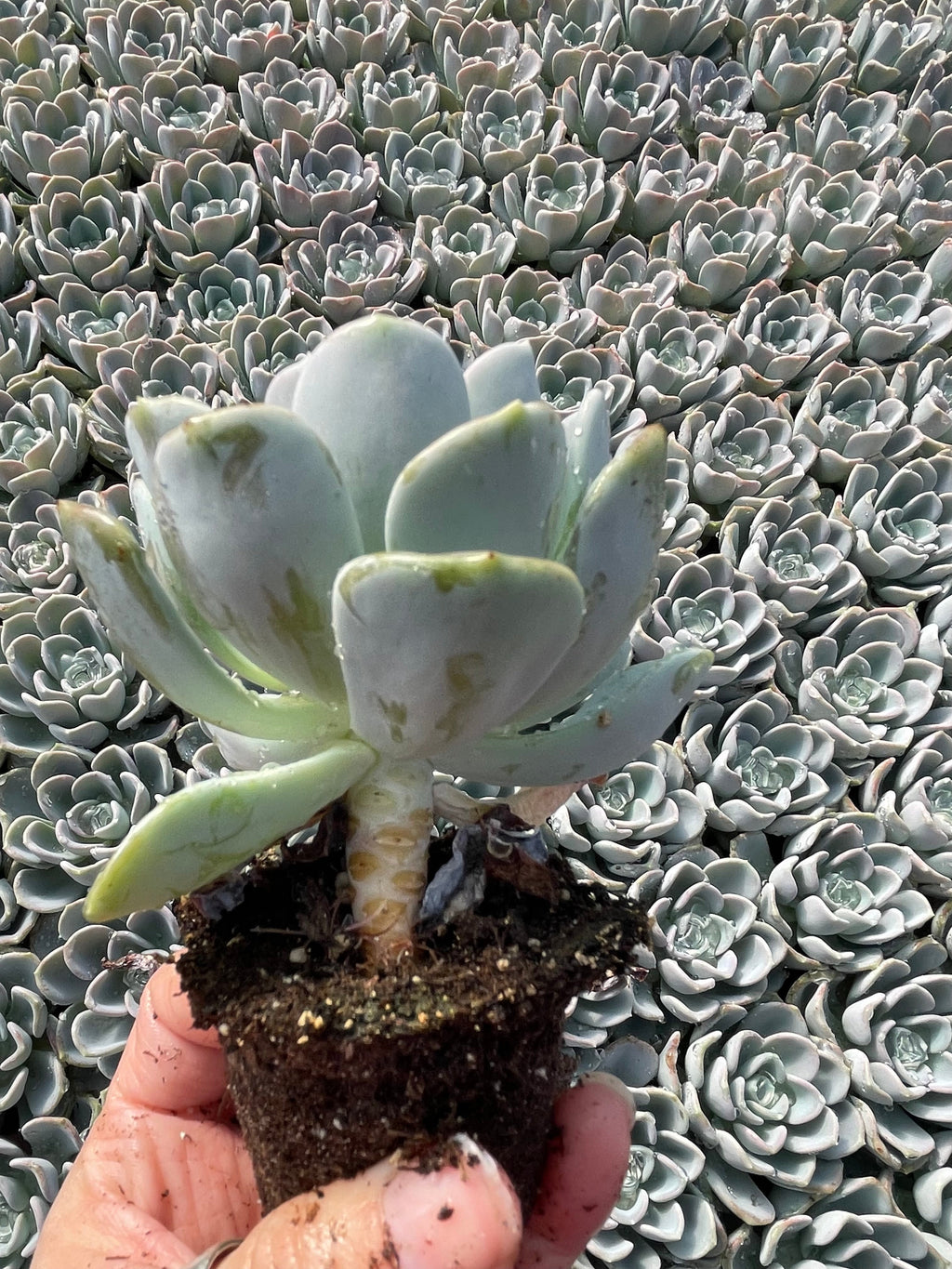 Echeveria Orpet - Tray of 40