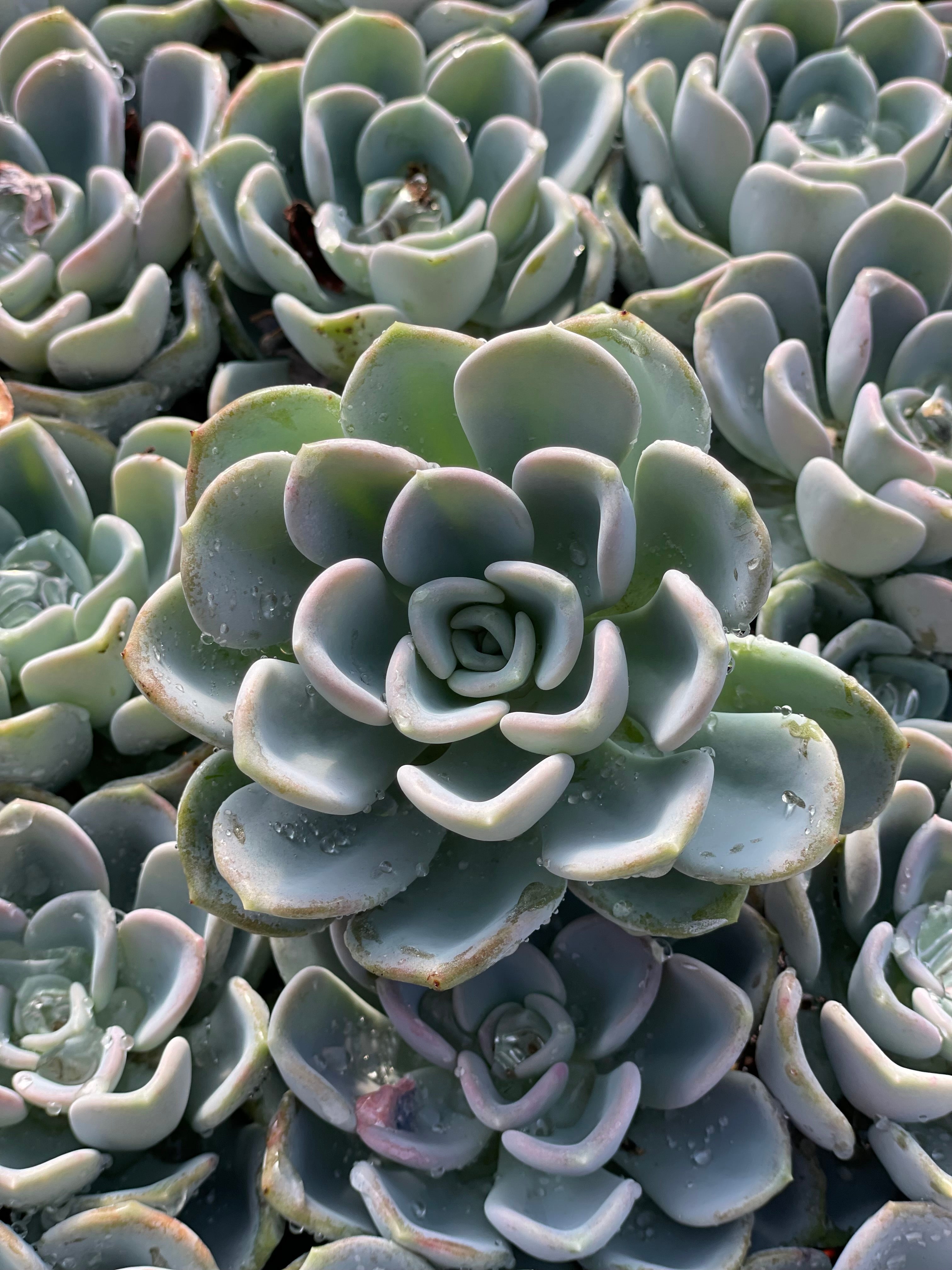 Echeveria Orpet - Tray of 40