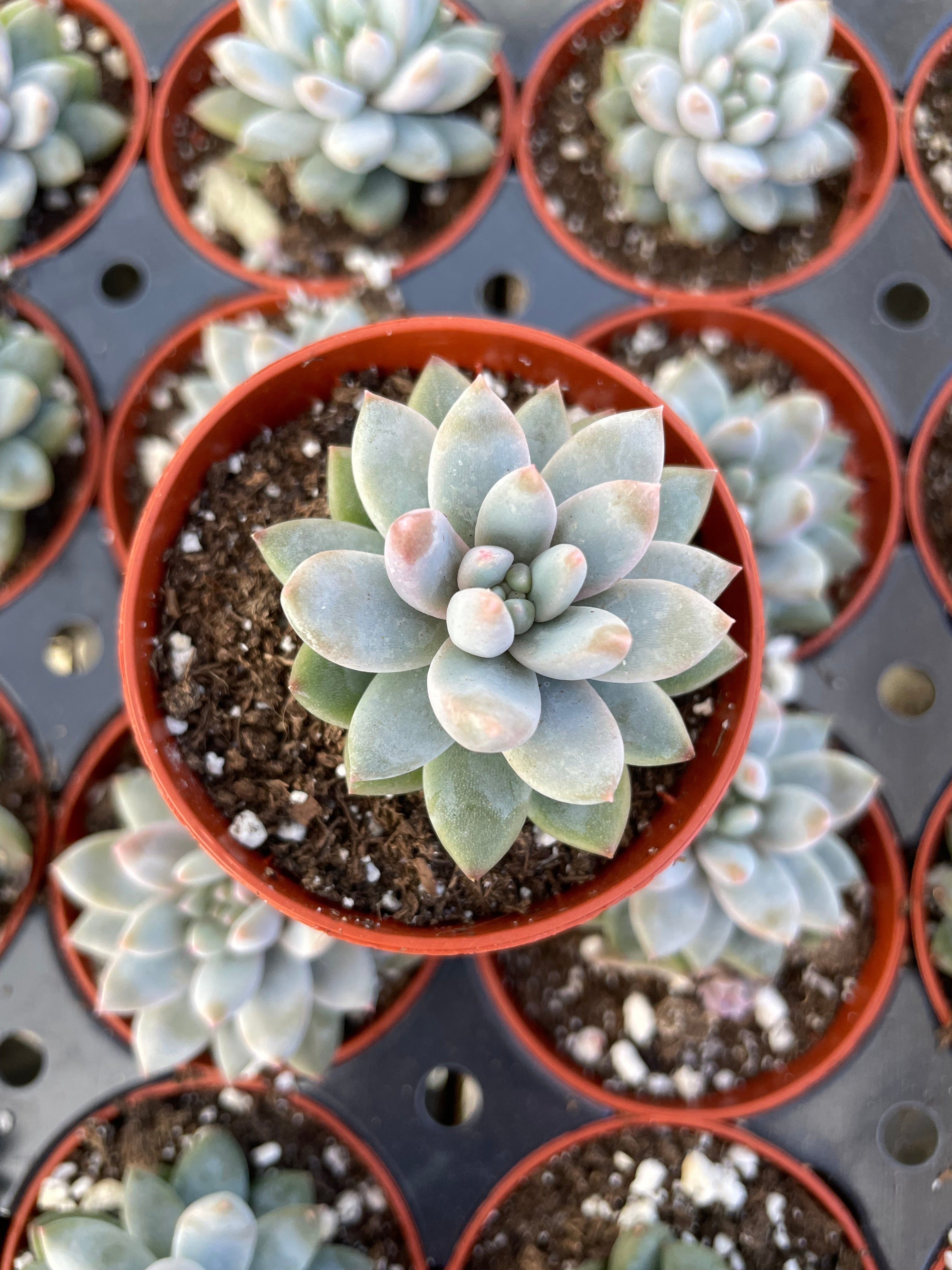 Echeveria Estrella - Tray of 40