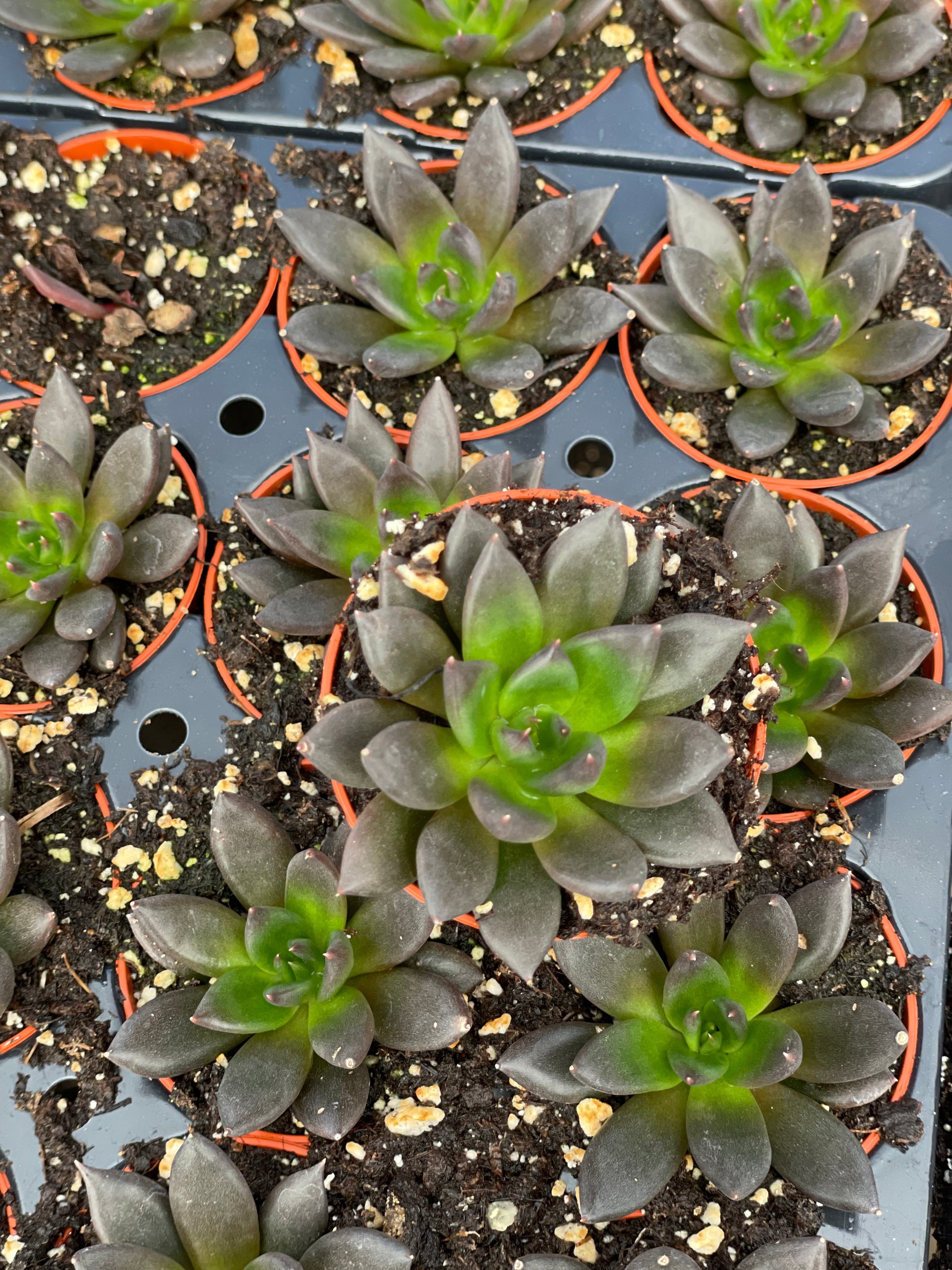 Echeveria New Black - Tray of 40