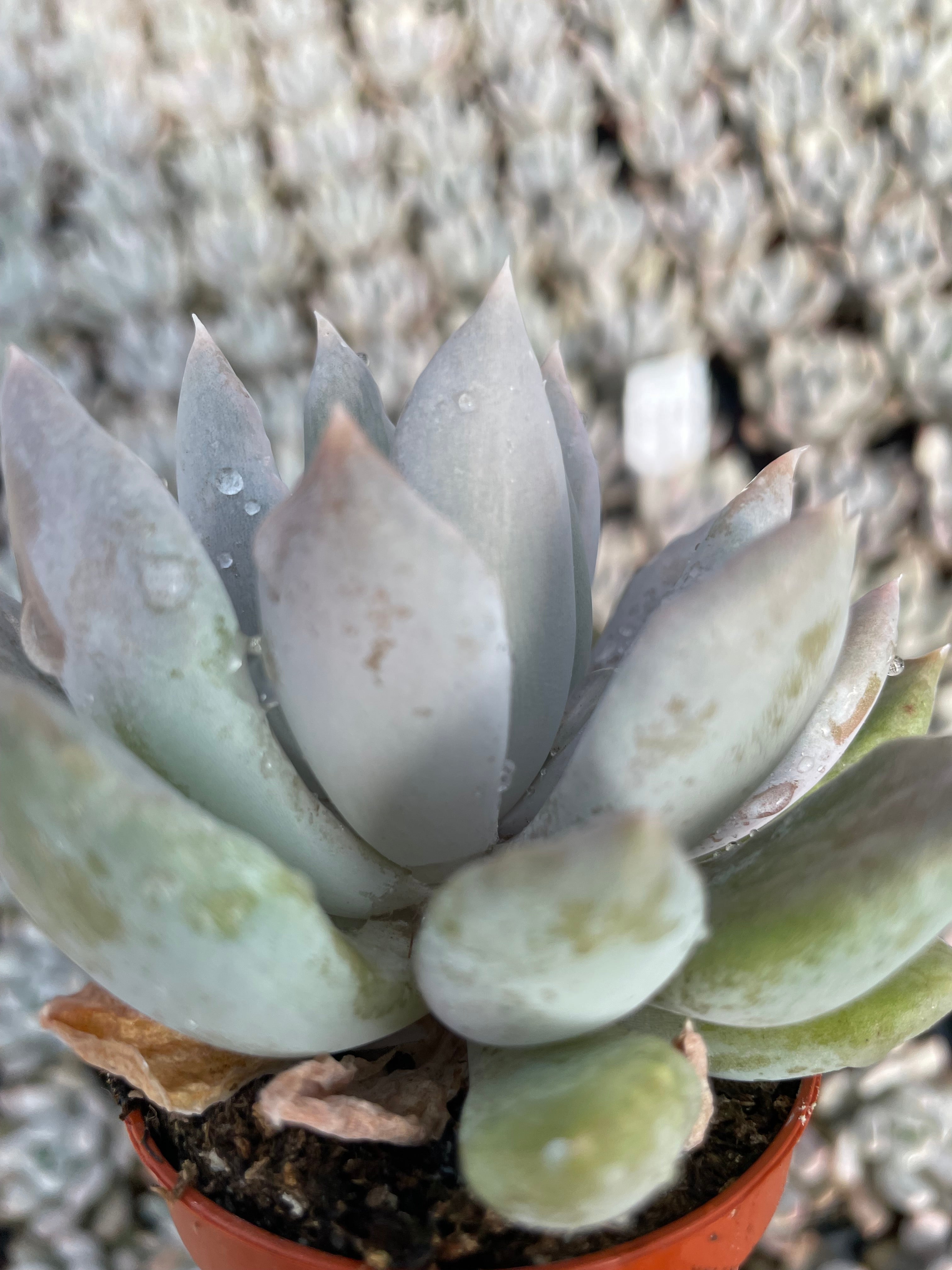 Echeveria Machette - Tray of 40
