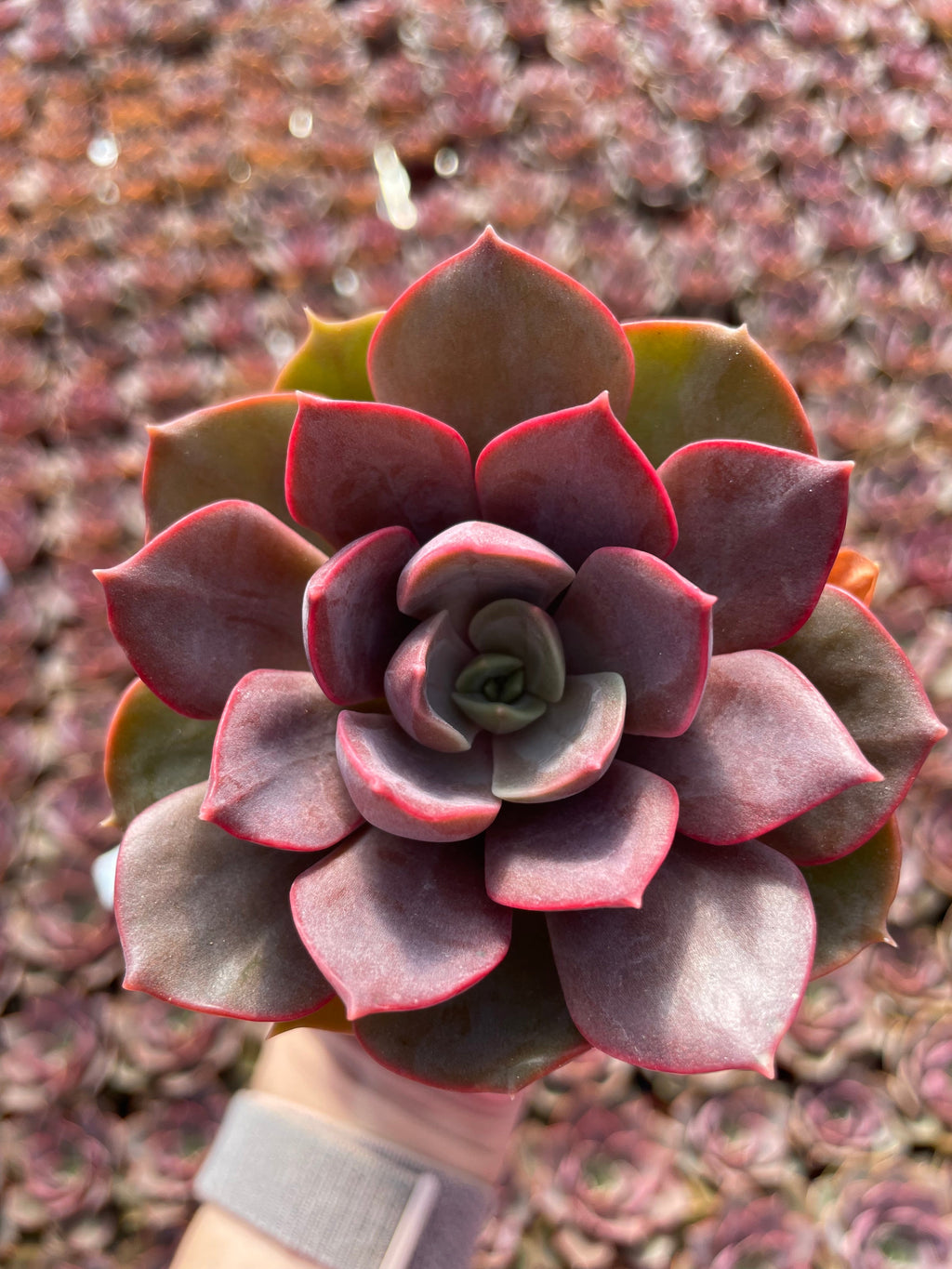 Echeveria Nina - Tray of 40