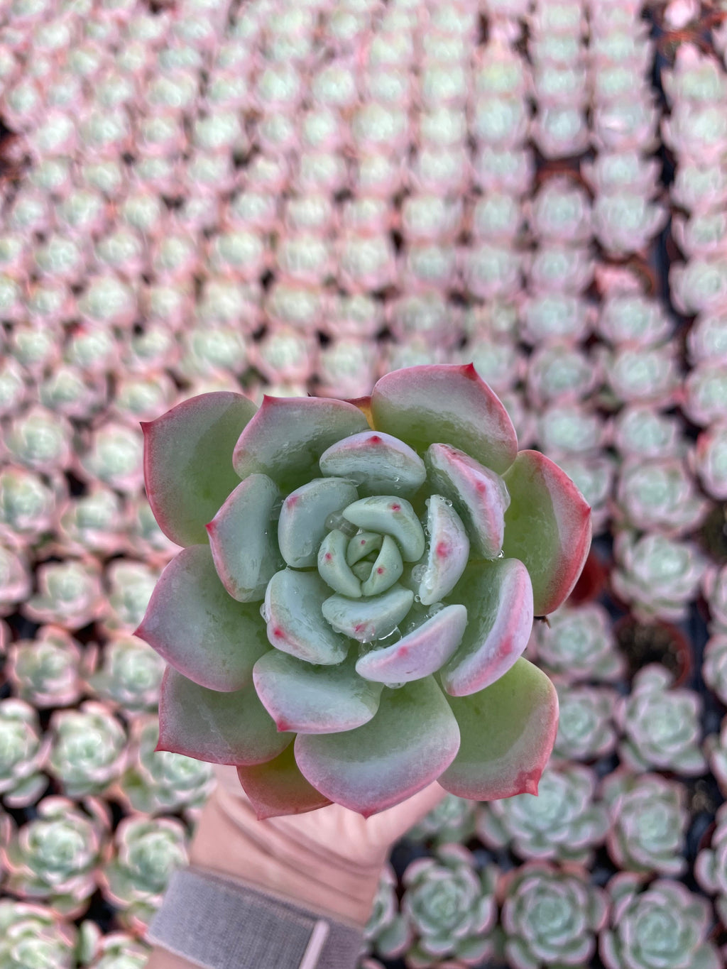 Echeveria Agavoides Salmon - Tray of 40