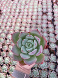 Echeveria Agavoides Salmon - Tray of 40