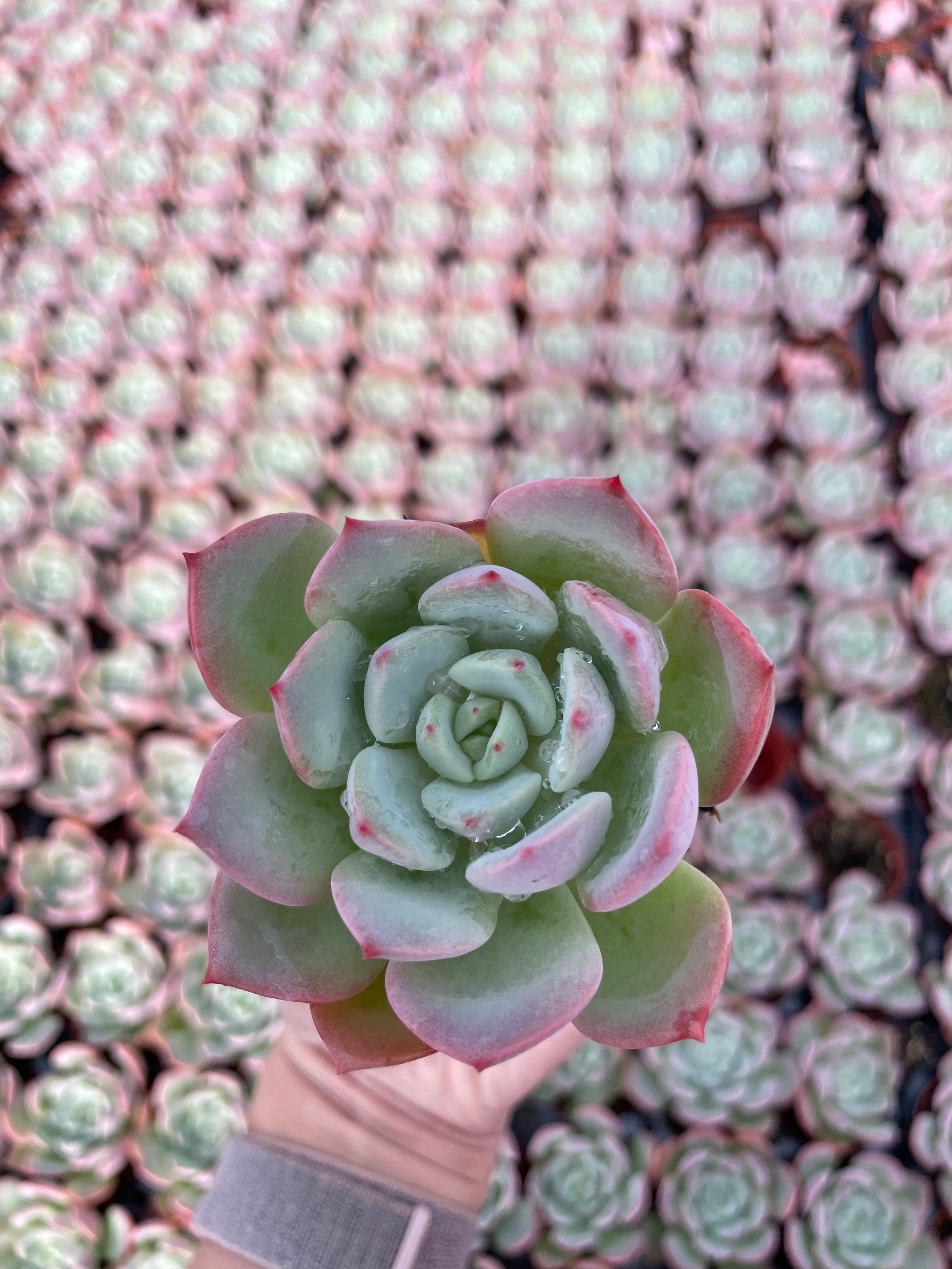 Echeveria Agavoides Salmon - Tray of 40