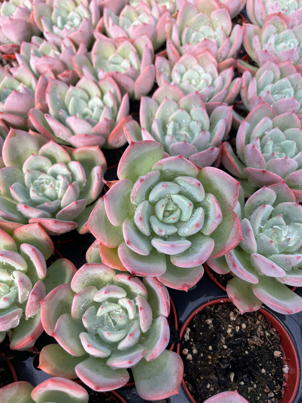 Echeveria Agavoides Salmon - Tray of 40