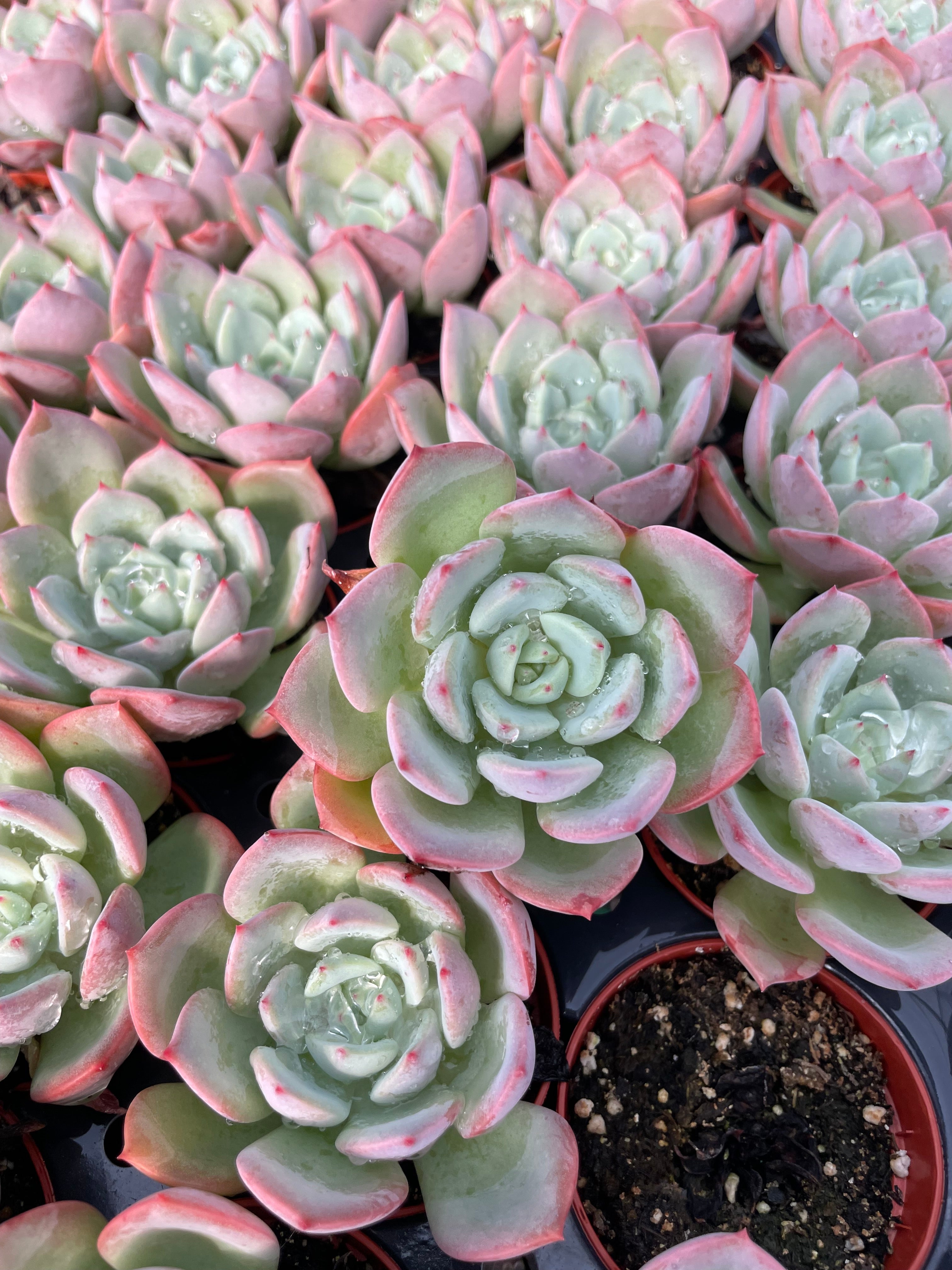 Echeveria Agavoides Salmon - Tray of 40