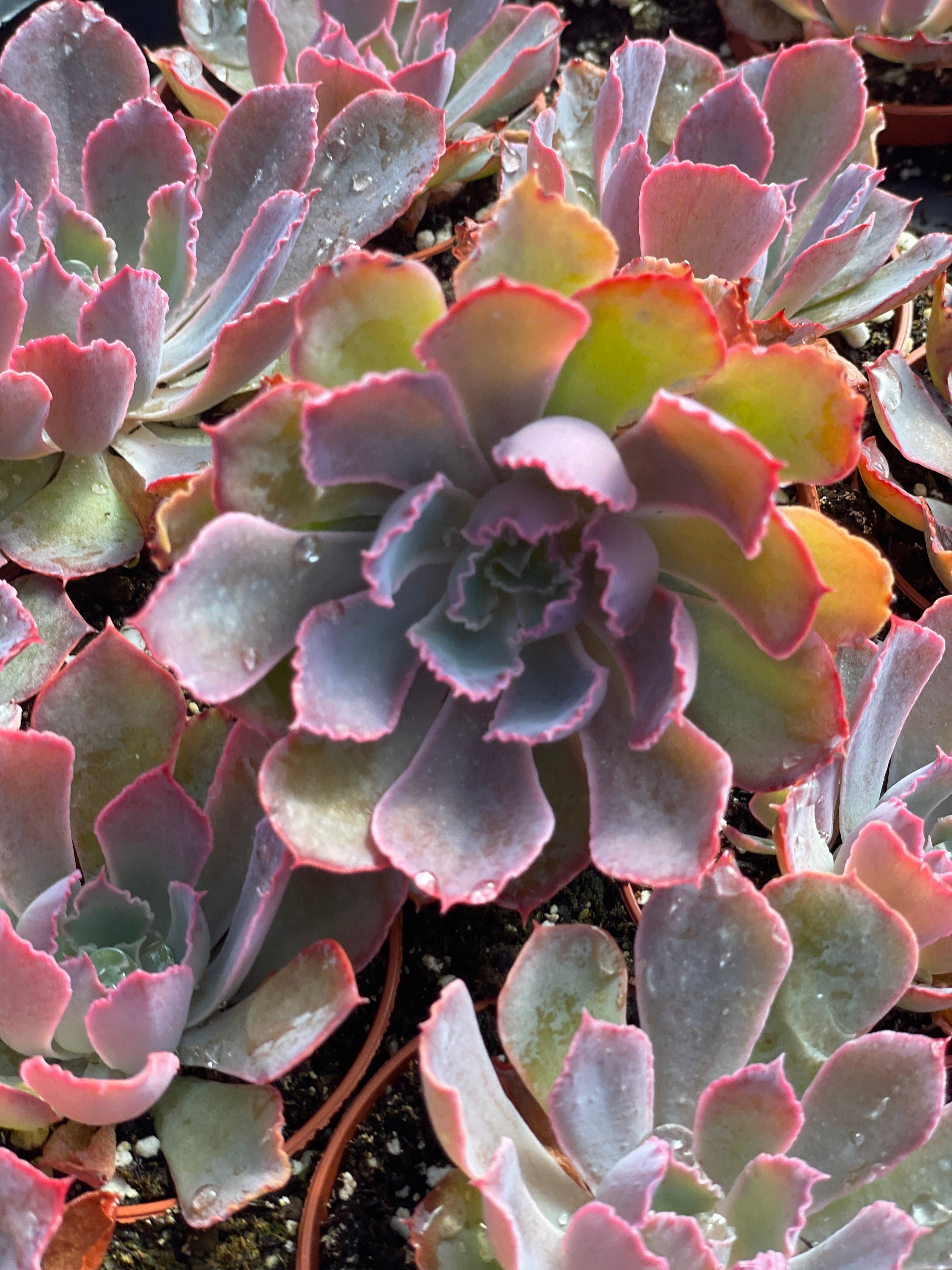 Echeveria Purple Dance - Tray of 40