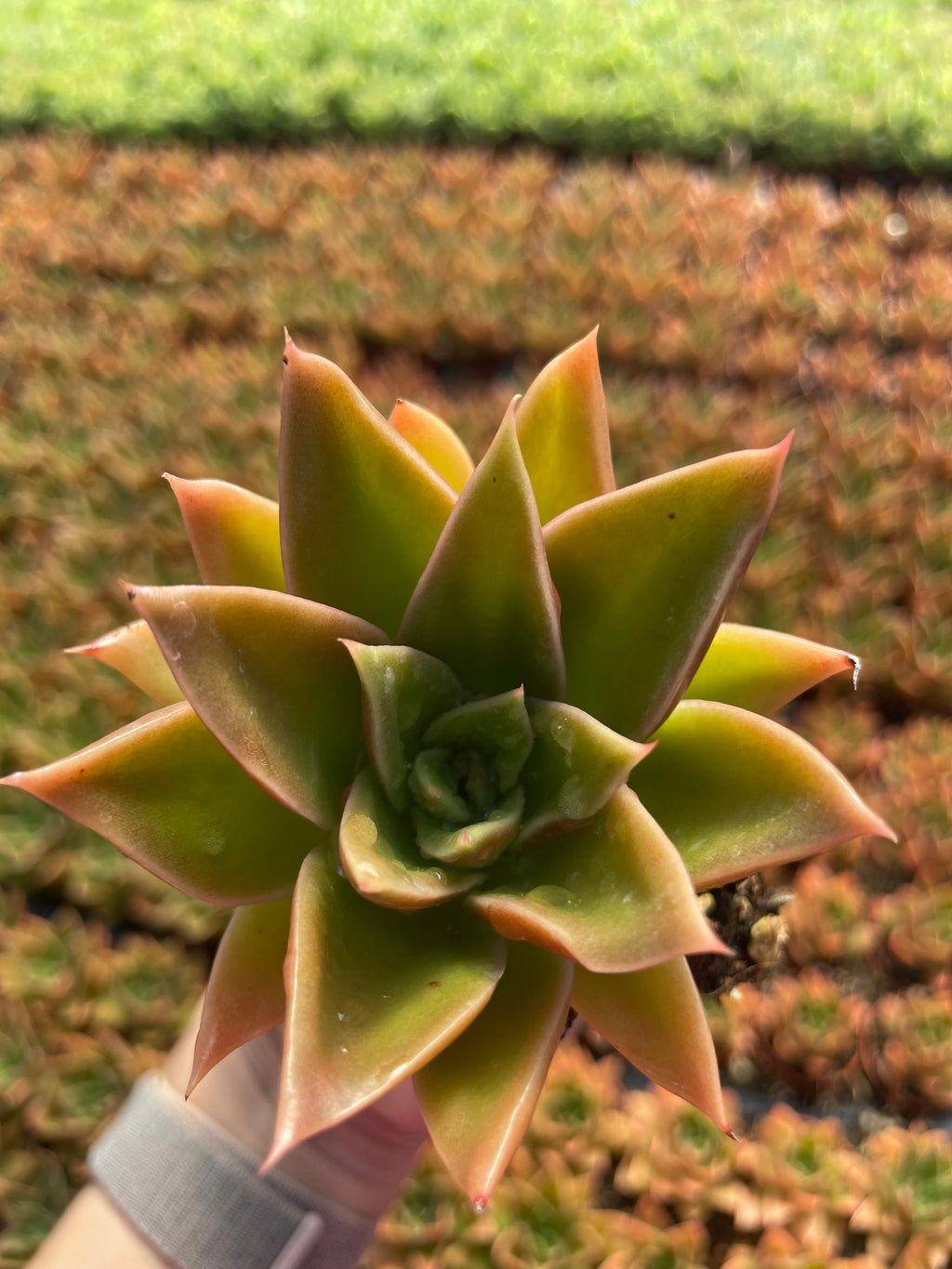 Echeveria Mexicana - Tray of 40