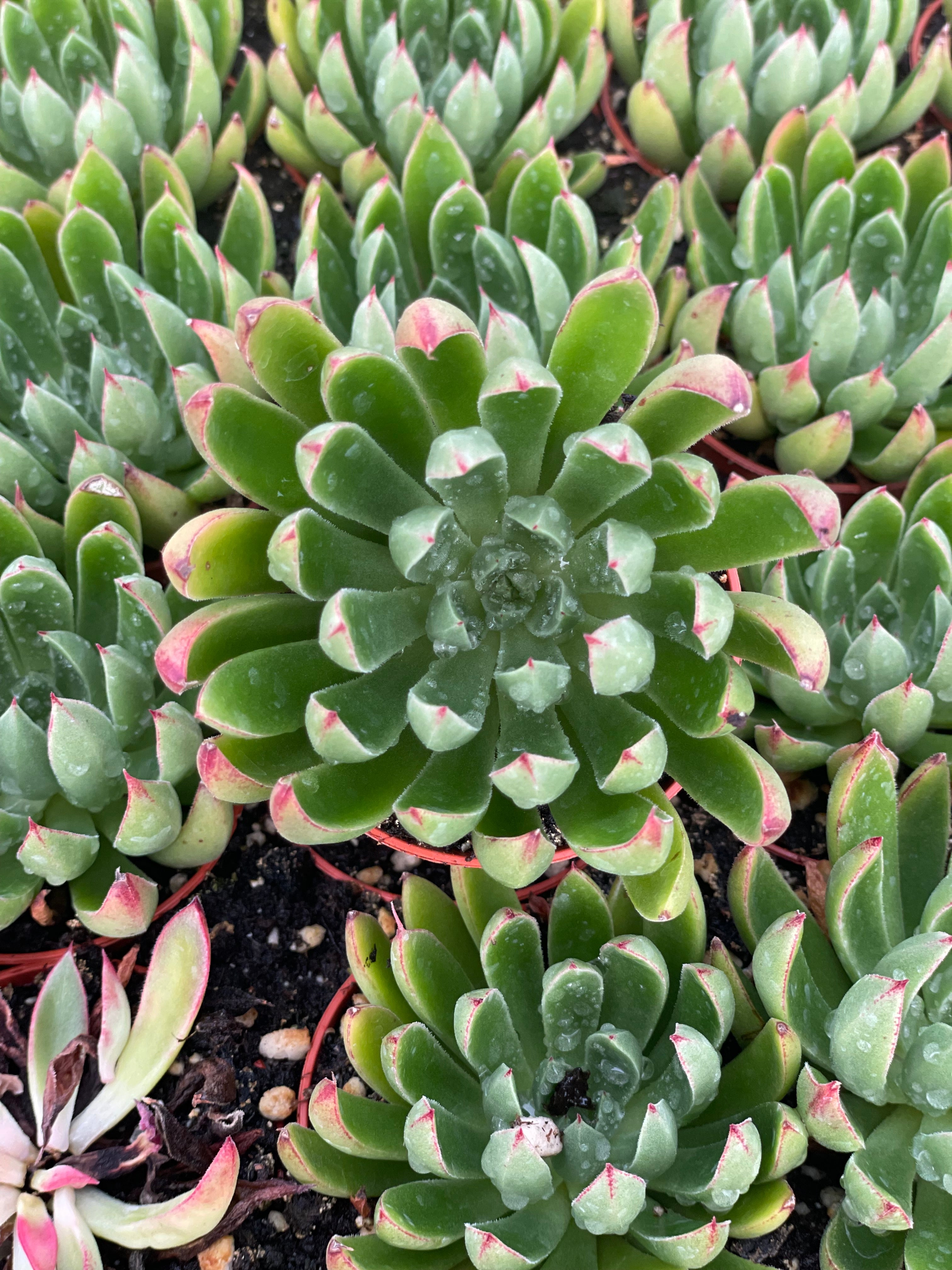 Echeveria Arco - Tray of 40