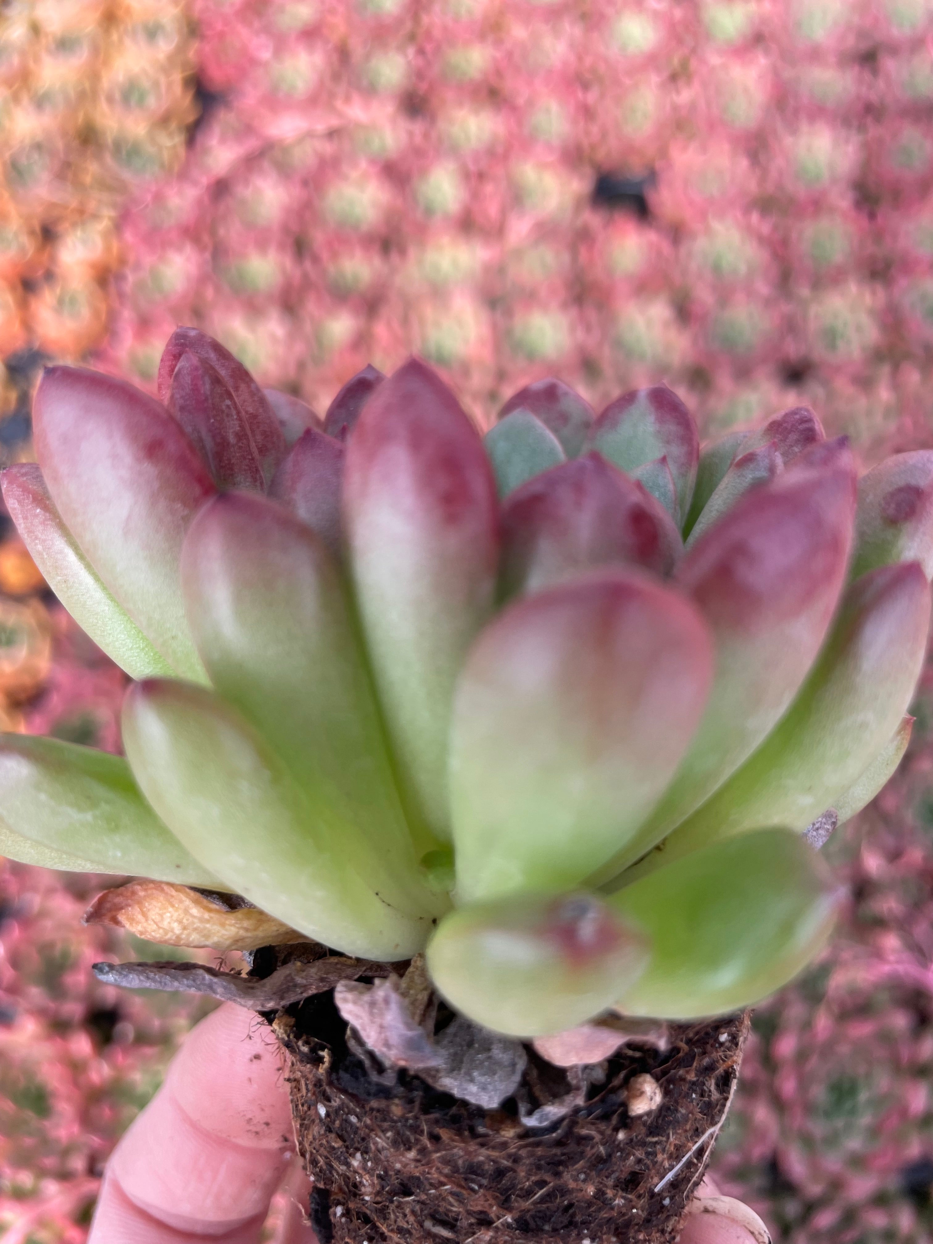 Echeveria Pink Ruby - Tray of 40