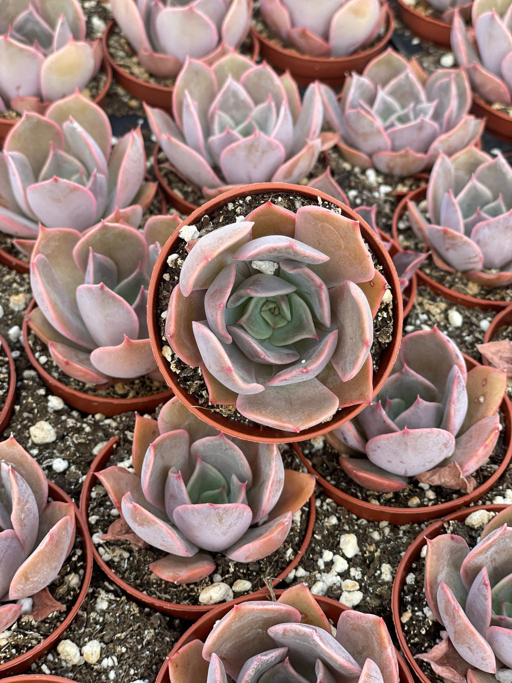Echeveria Pink Costa - Tray of 40