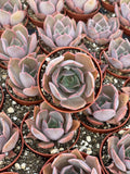 Echeveria Pink Costa - Tray of 40