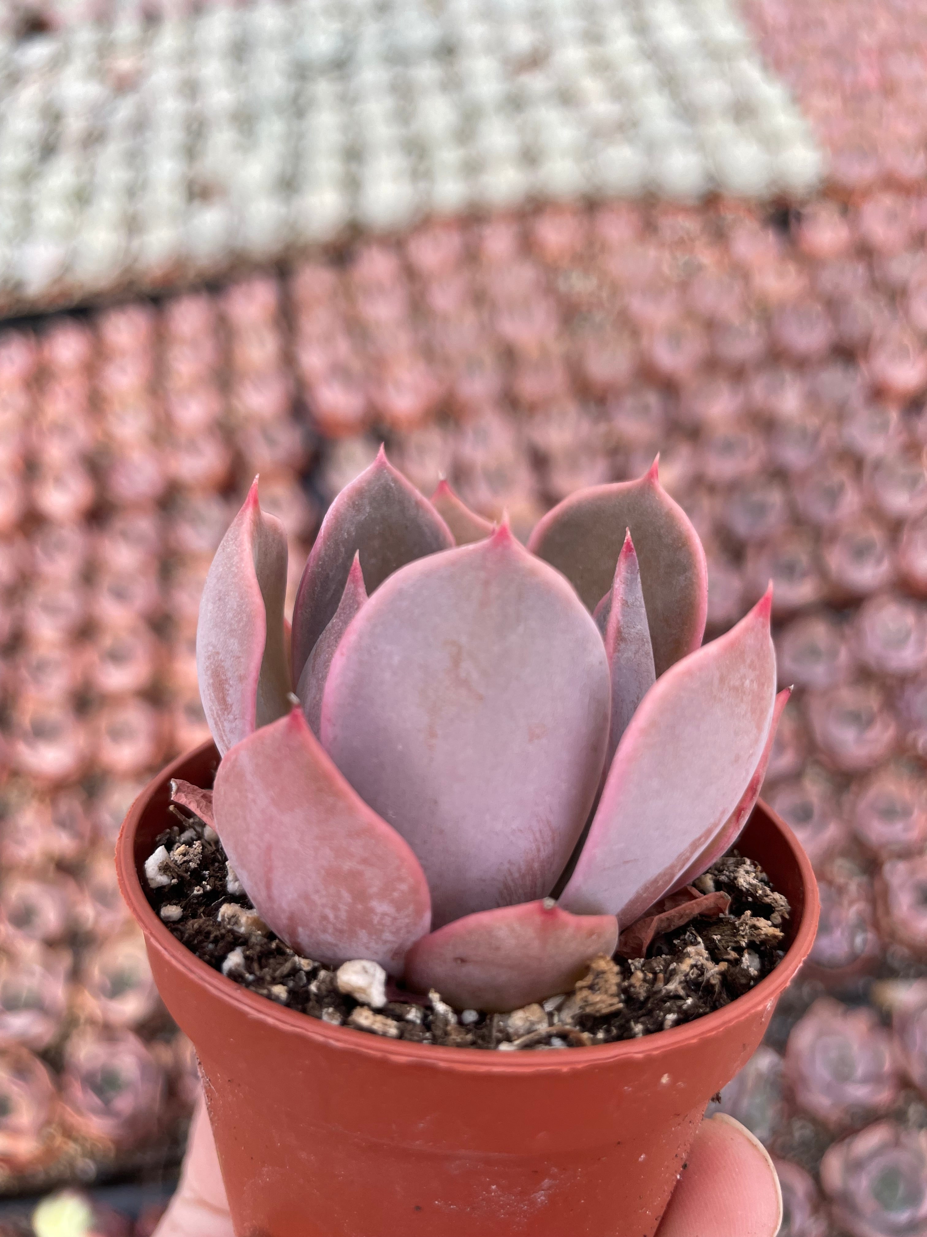 Echeveria Pink Costa - Tray of 40