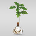Acorn Vase