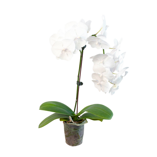 Orchid 'White Phalaenopsis'