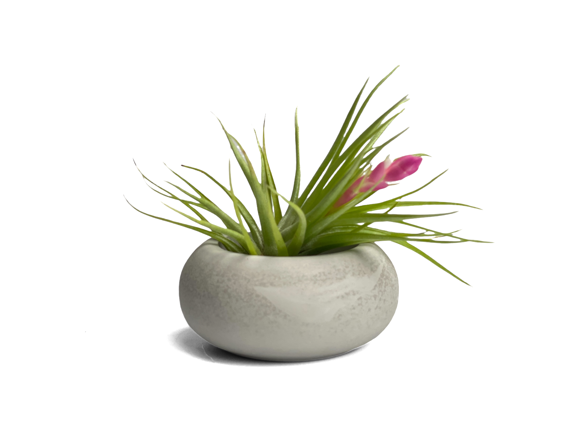 Modern Air Plant Holder