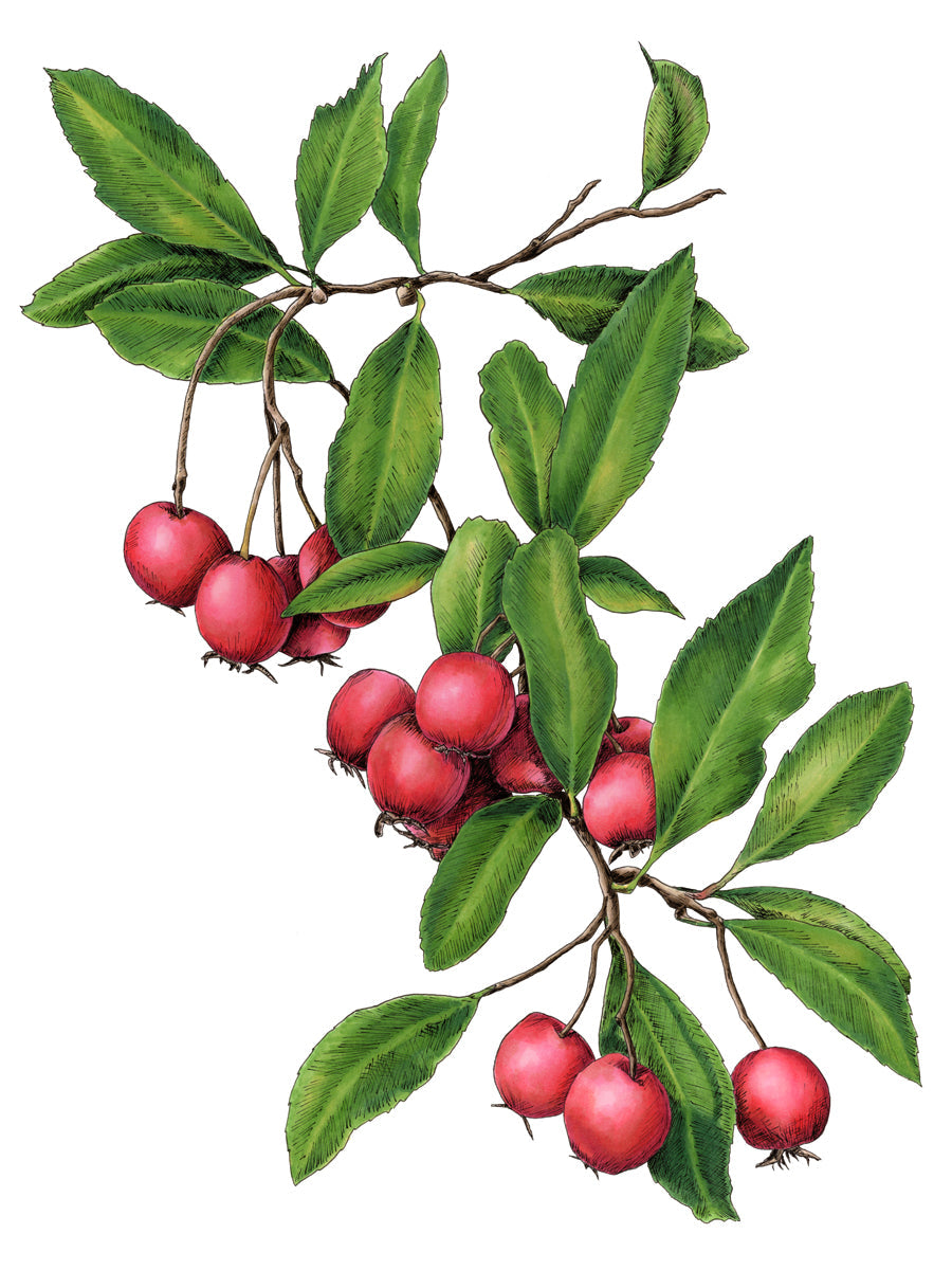 September - Open Edition Paper Print