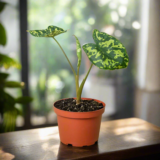 Alocasia 'Hilo Beauty'
