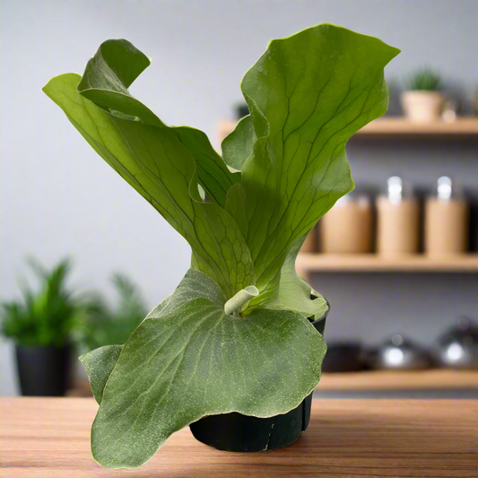 Fern 'Elephant'