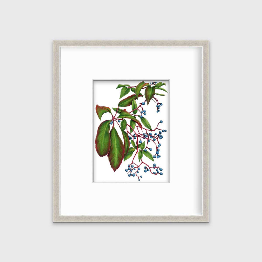 Virginia Creeper - Open Edition Paper Print