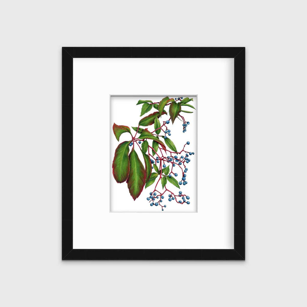 Virginia Creeper - Open Edition Paper Print