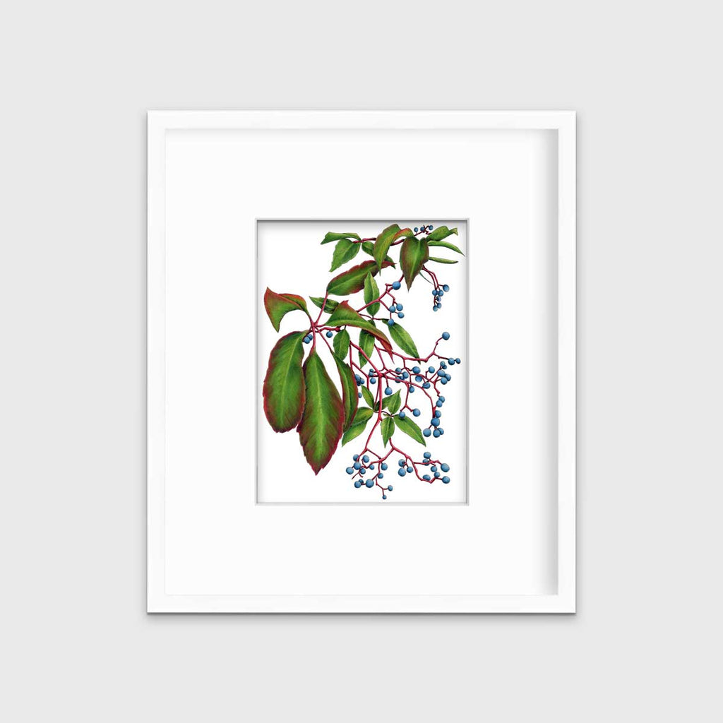 Virginia Creeper - Open Edition Paper Print