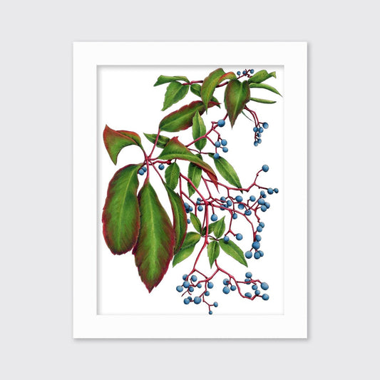 Virginia Creeper - Open Edition Paper Print