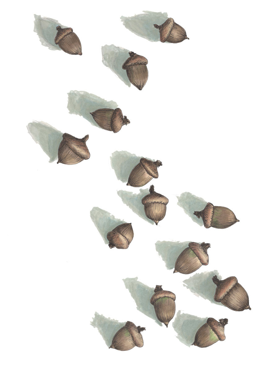 Acorns - Open Edition Paper Print