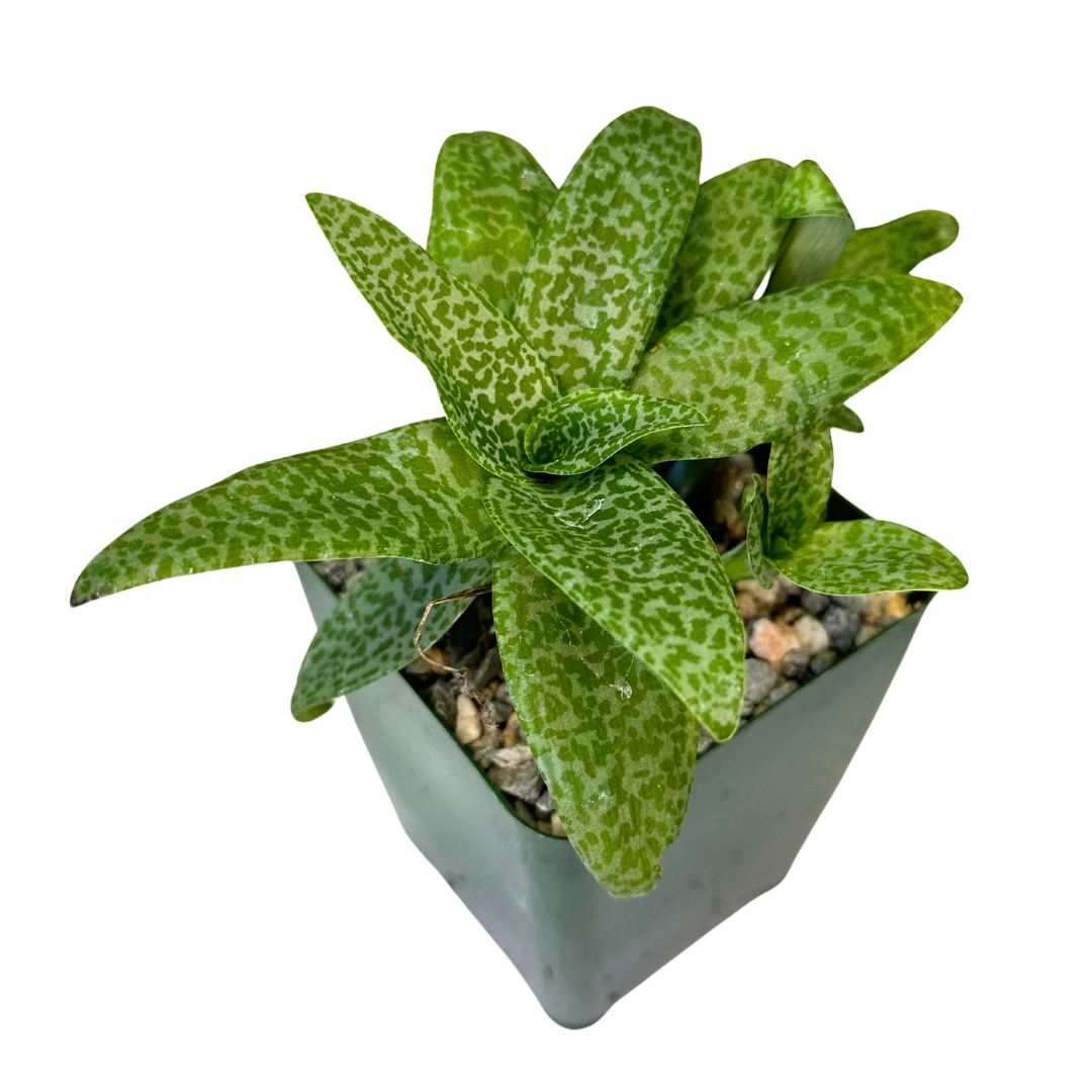 Ledebouria Socialis Silver Squill