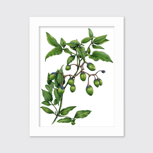 Bittersweet - Open Edition Paper Print