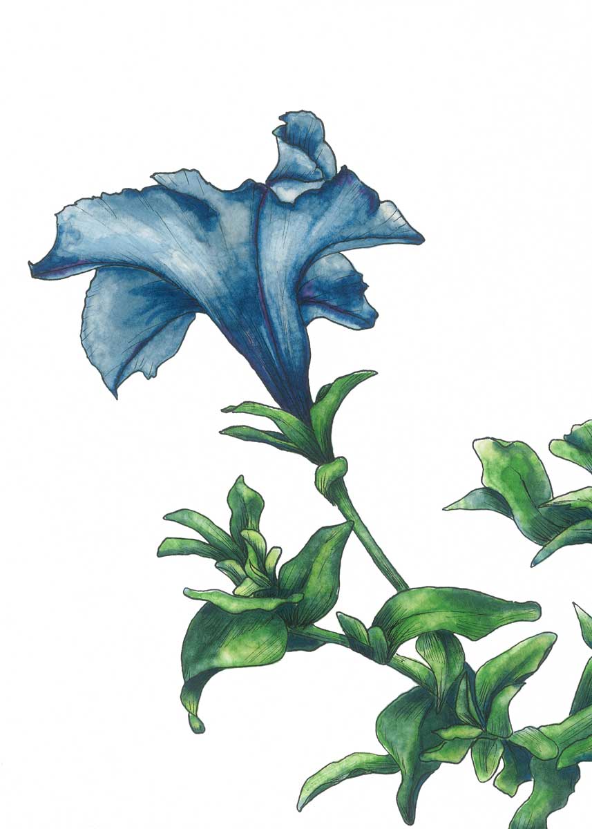 Blue - Open Edition Paper Print